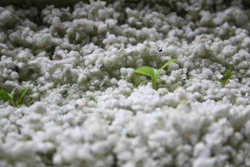 Lettuce seedling sprouting aquaponically