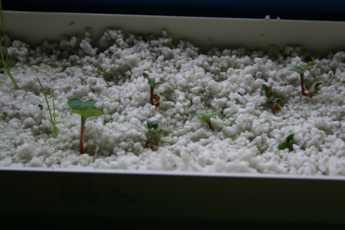 Radish seedling sprouting aquaponically