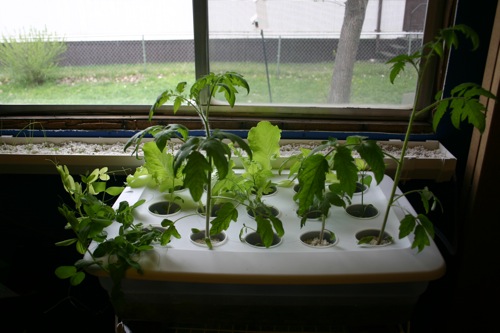 Aquaponic garden