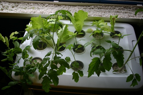 Aquaponics Grow Beds