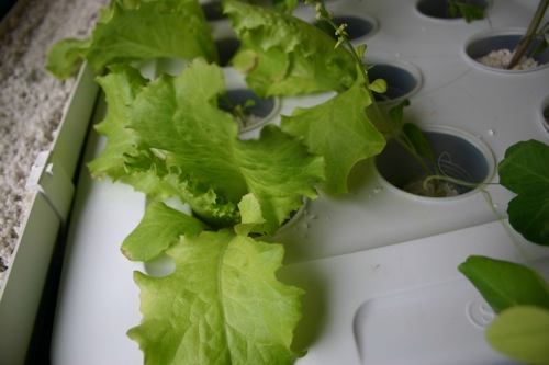 Iceberg lettuce in my aquaponic garden