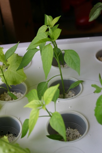 Cayenne peppers in my aquaponic garden