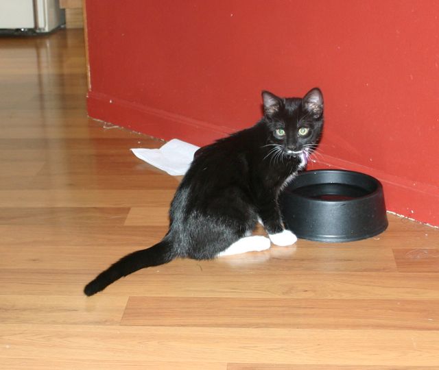 Jack the cat